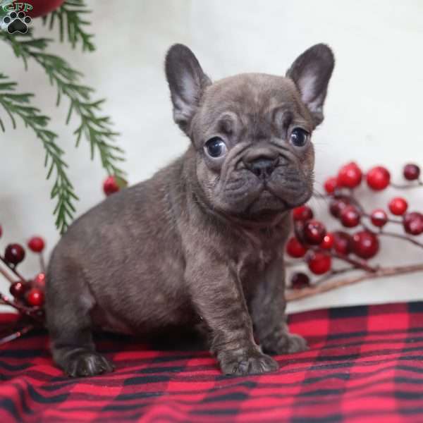 Truffle, French Bulldog Puppy